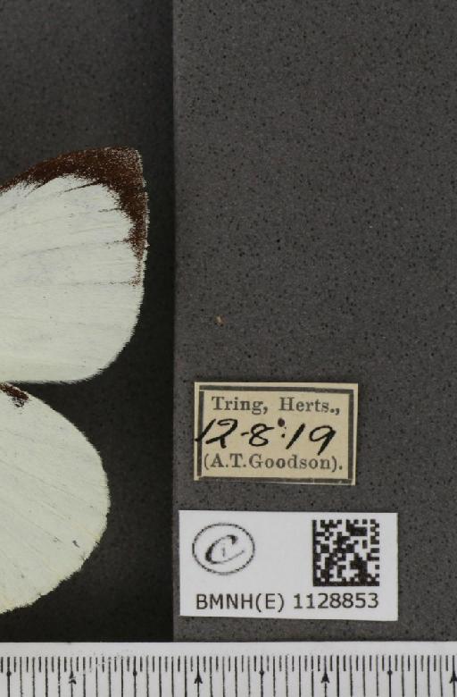 Pieris brassicae (Linnaeus, 1758) - BMNHE_1128853_label_85378