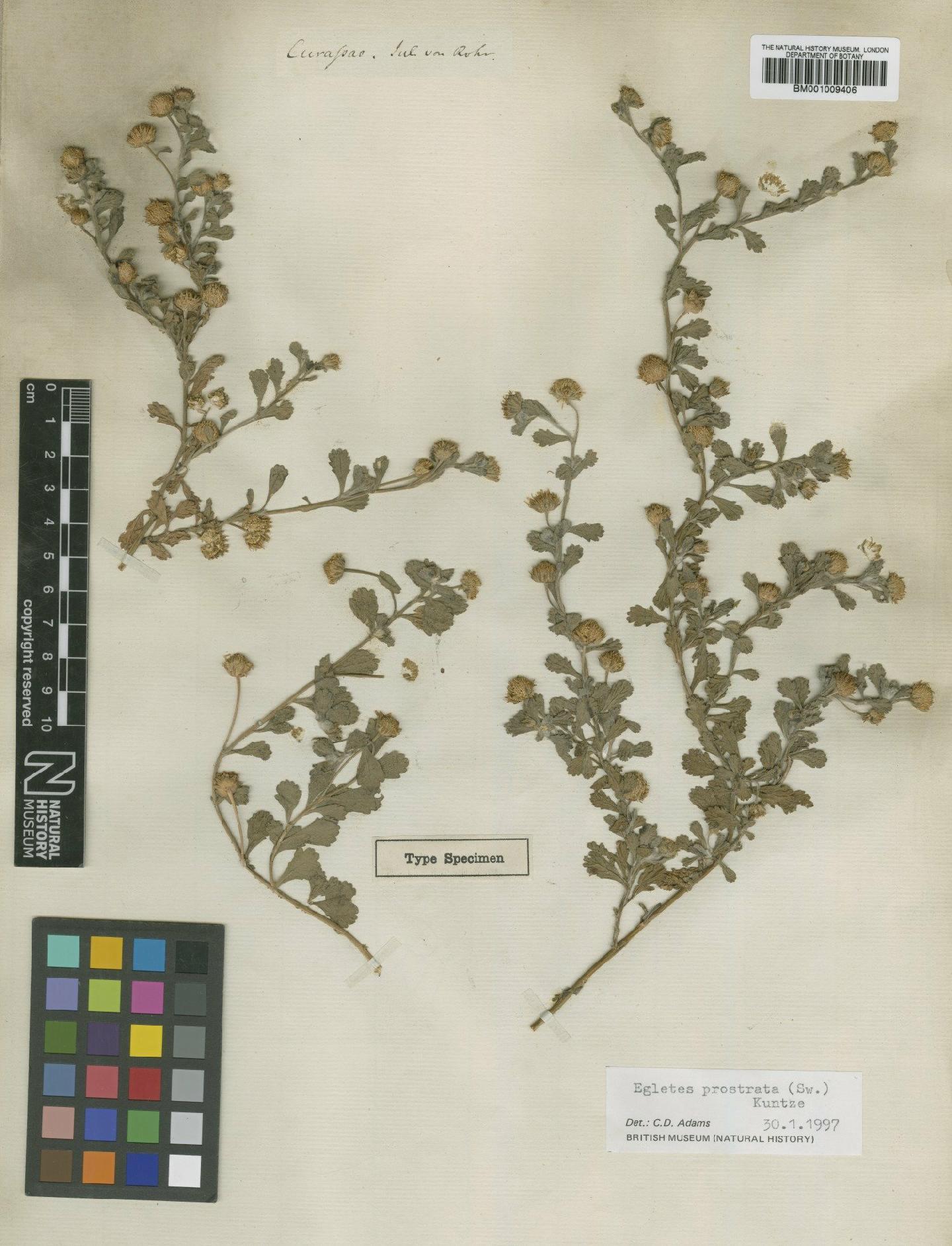 To NHMUK collection (Egletes prostrata (Sw.) Kuntze; Type; NHMUK:ecatalogue:609287)