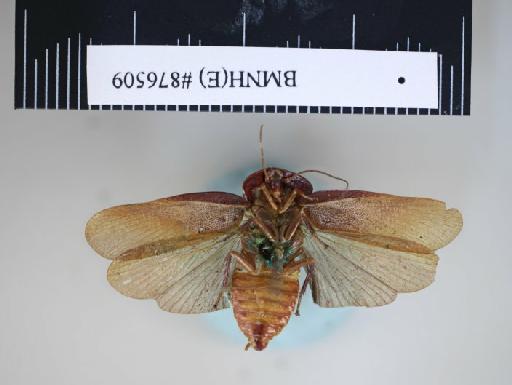 Zetobora fornicata Walker, 1868 - Zetobora fornicata Walker, F, 1868, male, holotype, ventral. Photographer: Aging Wang. BMNH(E)#876509