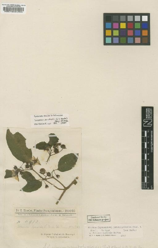 Lycianthes australe (C.V.Morton) Hunz. & Barboza - BM000074098