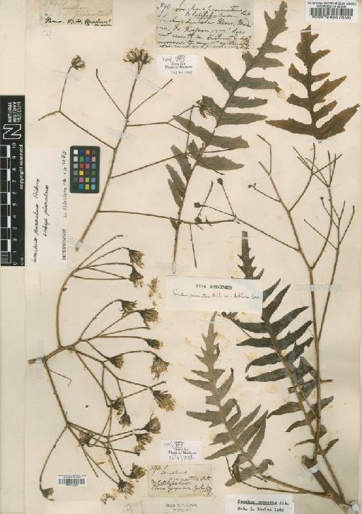 Sonchus pinnatus var. latiloba Lowe - BM000072438_LZW