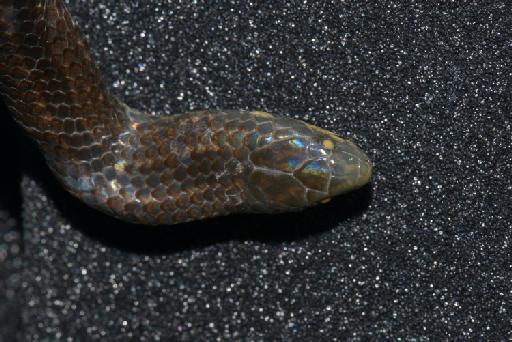 Atractus ventrimaculatus Boulenger, 1905 - Image of specimen 1908.5.29.144