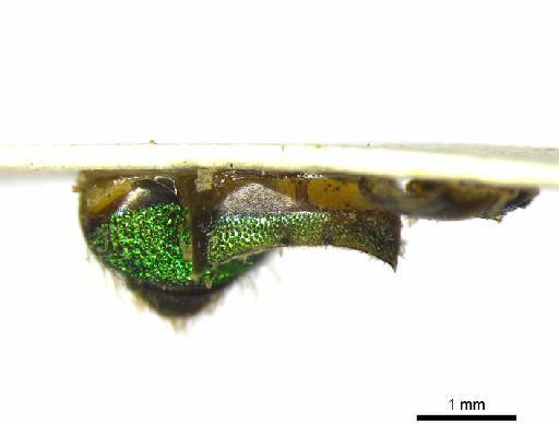 Ceratina viridula Smith, F., 1879 - 969507 Ceratina viridula type sternite 5