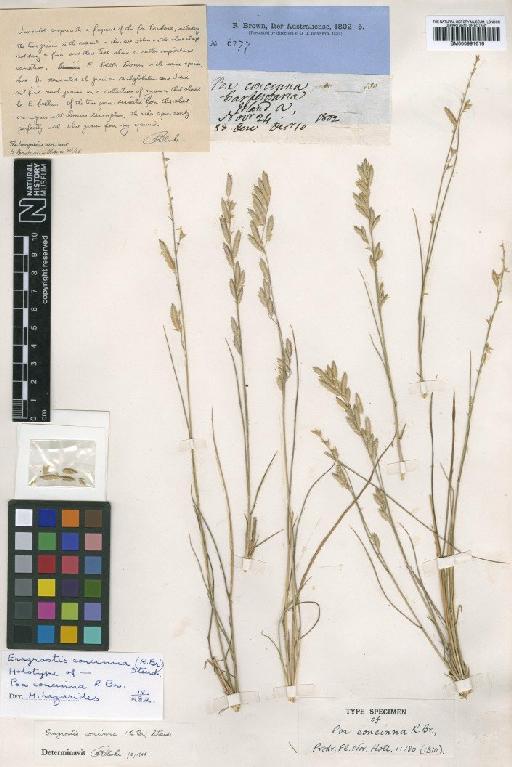 Eragrostis concinna (R.Br.) Steud. - BM000991616