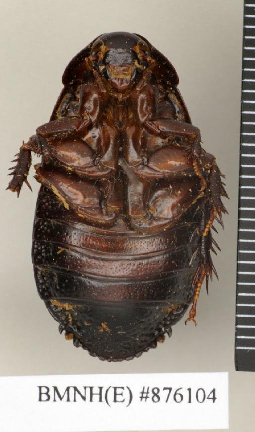 Ancaudellia serratissima serratissima (von Wattenwyl, 1865) - Ancaudellia serratissima serratissima Brunner von Wattenwyl, 1865, female, non type, ventral. Photographer: Edward Baker. BMNH(E)#876104