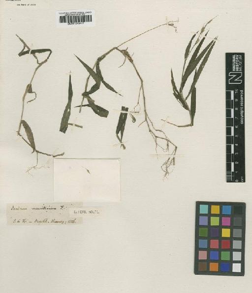 Panicum mauritianum Willd. ex Spreng. - BM001042417