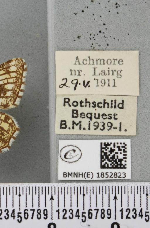 Chiasmia clathrata clathrata (Linnaeus, 1758) - BMNHE_1852823_label_424443