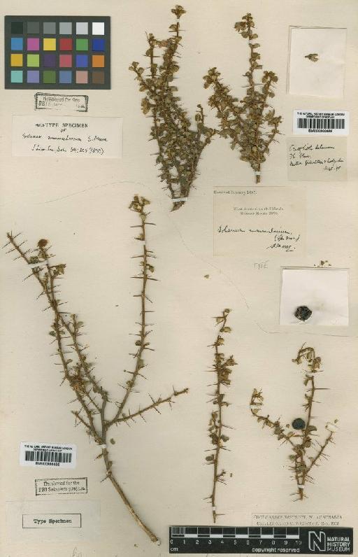 Solanum nummularium S.Moore - BM000900485