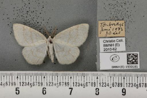 Cabera exanthemata (Scopoli, 1763) - BMNHE_1930181_495594