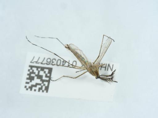 Aedes (Ochlerotatus) annulipes (Meigen, 1830) - 014036777_3