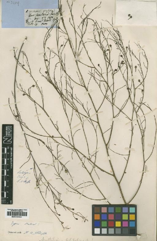Anthobolus filifolius R.Br. - BM000895881