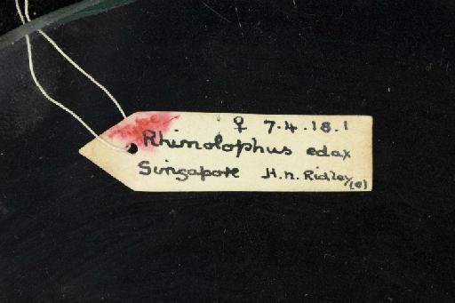 Rhinolophus edax Andersen, 1918 - 1907_4_18_1-Rhinolophus_edax-Holotype-Skull-label