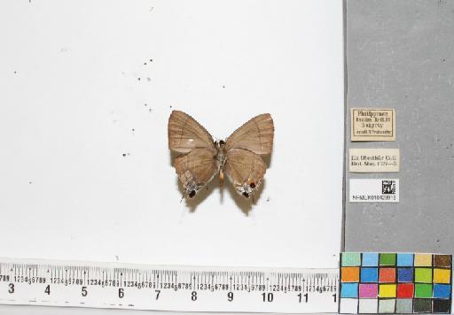 Rapala sp. infrasubspecies chondong Cowan, 1956 - NHMUK010429916_2_Rapala_sp