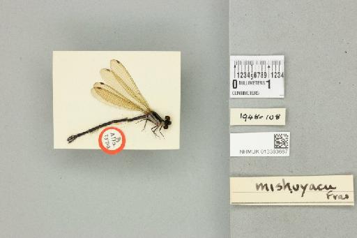 Argia mishuyaca Fraser, 1946 - 013383667_dorsal