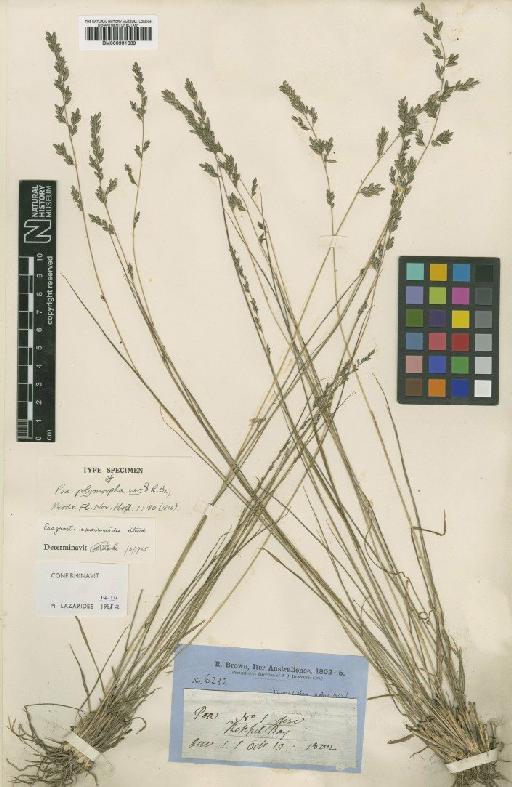 Eragrostis spartinoides Steud. - BM000991639