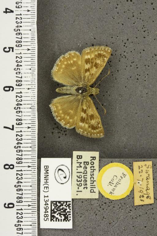 Erynnis tages tages (Linnaeus, 1758) - BMNHE_1349485_157885