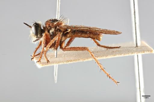 Gonioscelis batyleon Londt - 014034925_lateral