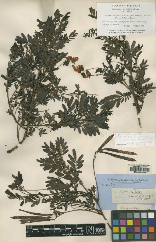 Cassia australis Sims - BM000611360