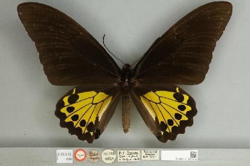 Troides helena hephaestus (Felder, 1865) - 013607404__599307