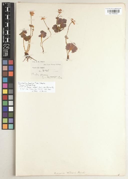 Anemone baicalensis Turcz. - BM014605227