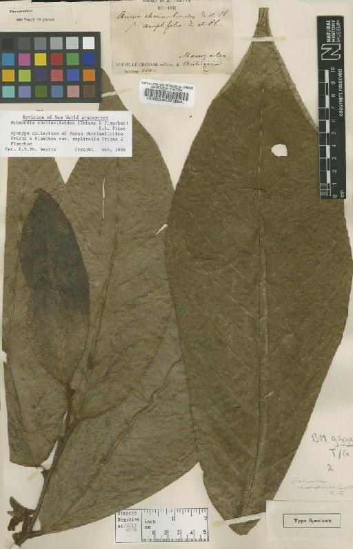 Raimondia cherimolioides (Triana & Planch.) R.E.Fr. - BM000554000