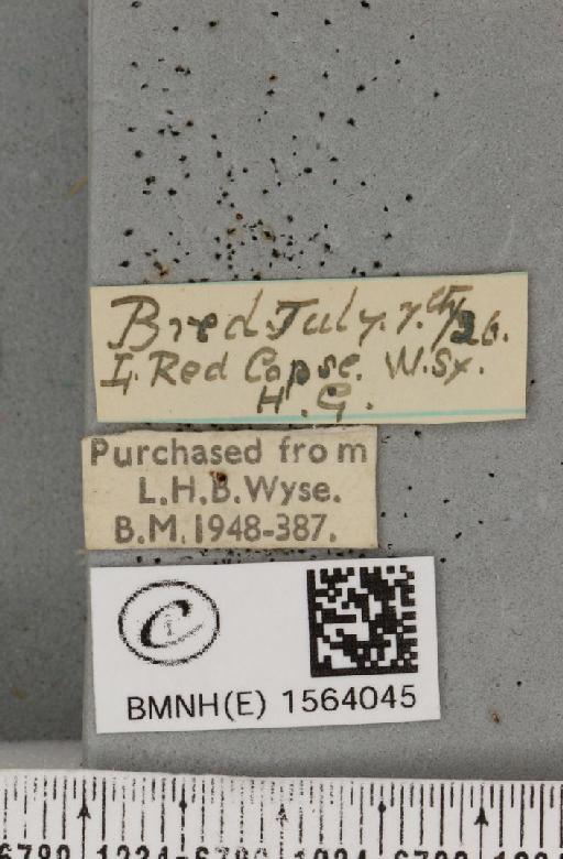 Bena bicolorana (Fuessly, 1775) - BMNHE_1564045_label_293215