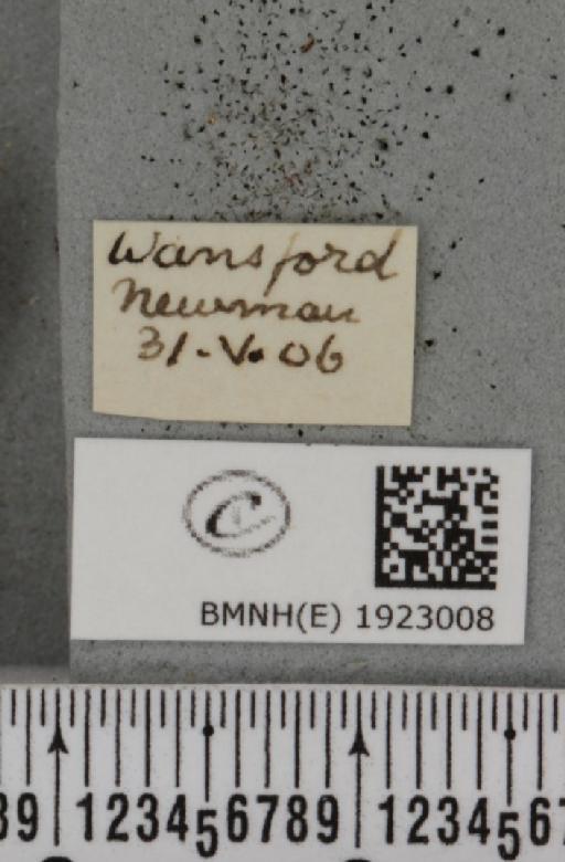 Ematurga atomaria (Linnaeus, 1758) - BMNHE_1923008_label_487588