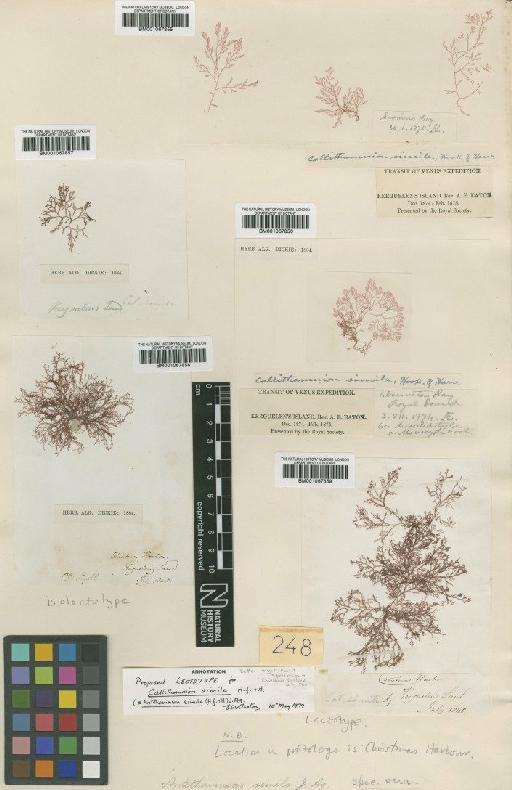 Pterothamnion simile (Hook.f. & Harv.) Nägeli - BM001067857