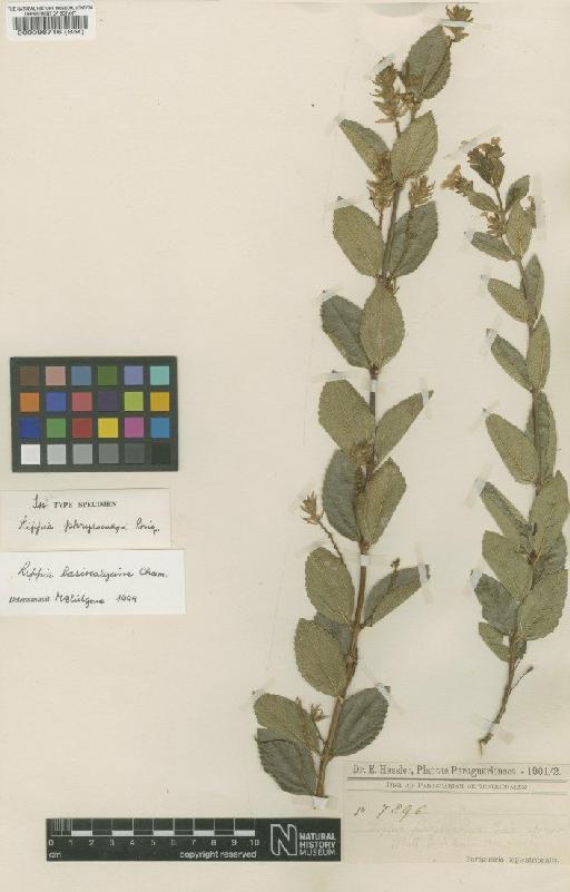 Lippia lasiocalycina Cham. - BM000098716