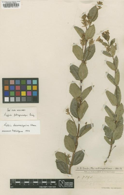 Lippia lasiocalycine Cham. - BM000098716