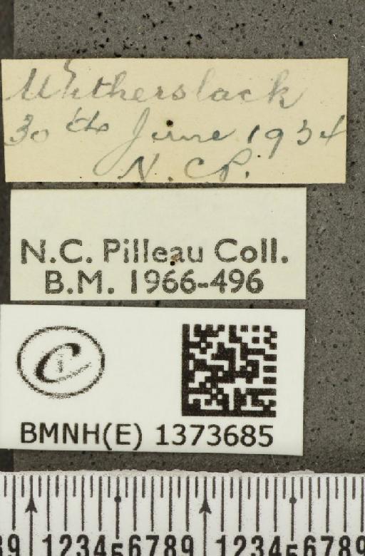 Aricia artaxerxes salmacis (Stephens, 1831) - BMNHE_1373685_label_178135