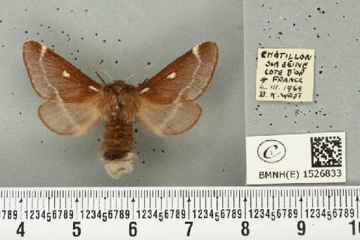 Eriogaster lanestris (Linnaeus, 1758) - BMNHE_1526833_260048