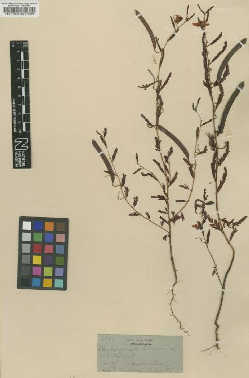 Chamaecrista fasciculata (Michx) Greene - BM000050734 (2)