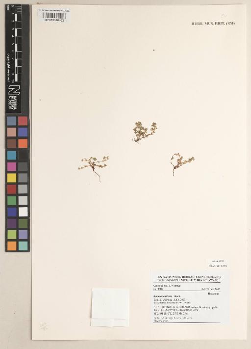 Aphanes australis Rydb. - BM013848463