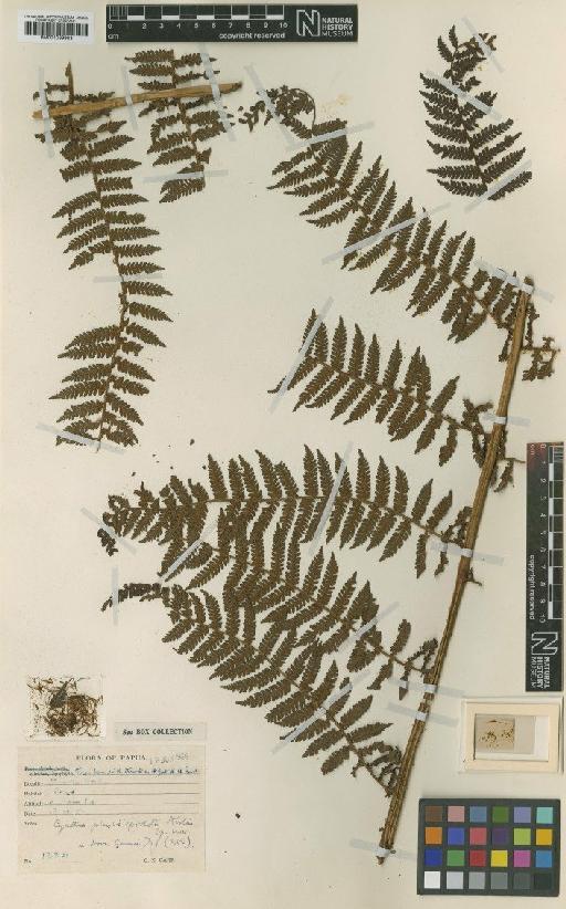 Cyathea physolepidota Alston - BM001039983