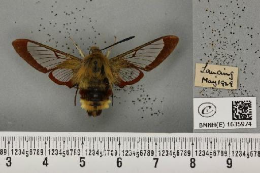 Hemaris fuciformis (Linnaeus, 1758) - BMNHE_1635974_205646