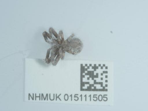 Xysticus audax (Schrank, 1803) - 015111505_2
