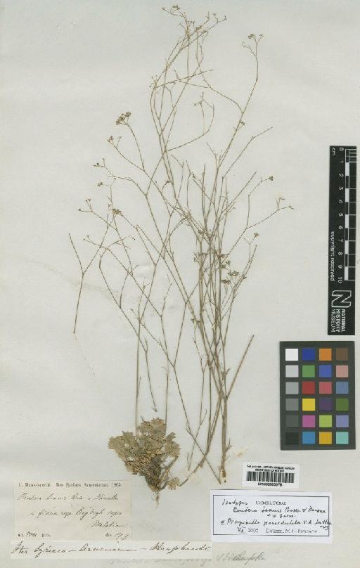 Pimpinella paucidentata Matthews - BM000885376