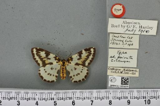 Abraxas grossulariata ab. privata Cockayne, 1939 - BMNHE_1851635_415088