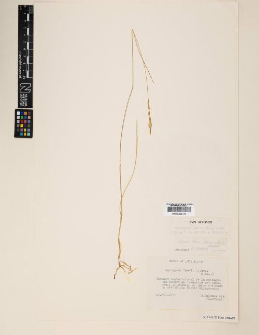 Elymus tauri (Boiss. & Balansa) Melderis - 000838796