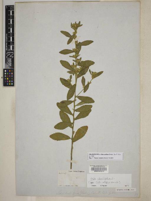 Sida callifera Griseb. - BM000603949