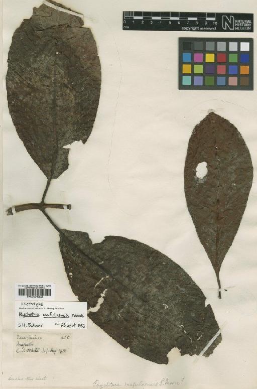 Psychotria mafuluensis S.Moore - BM000945525