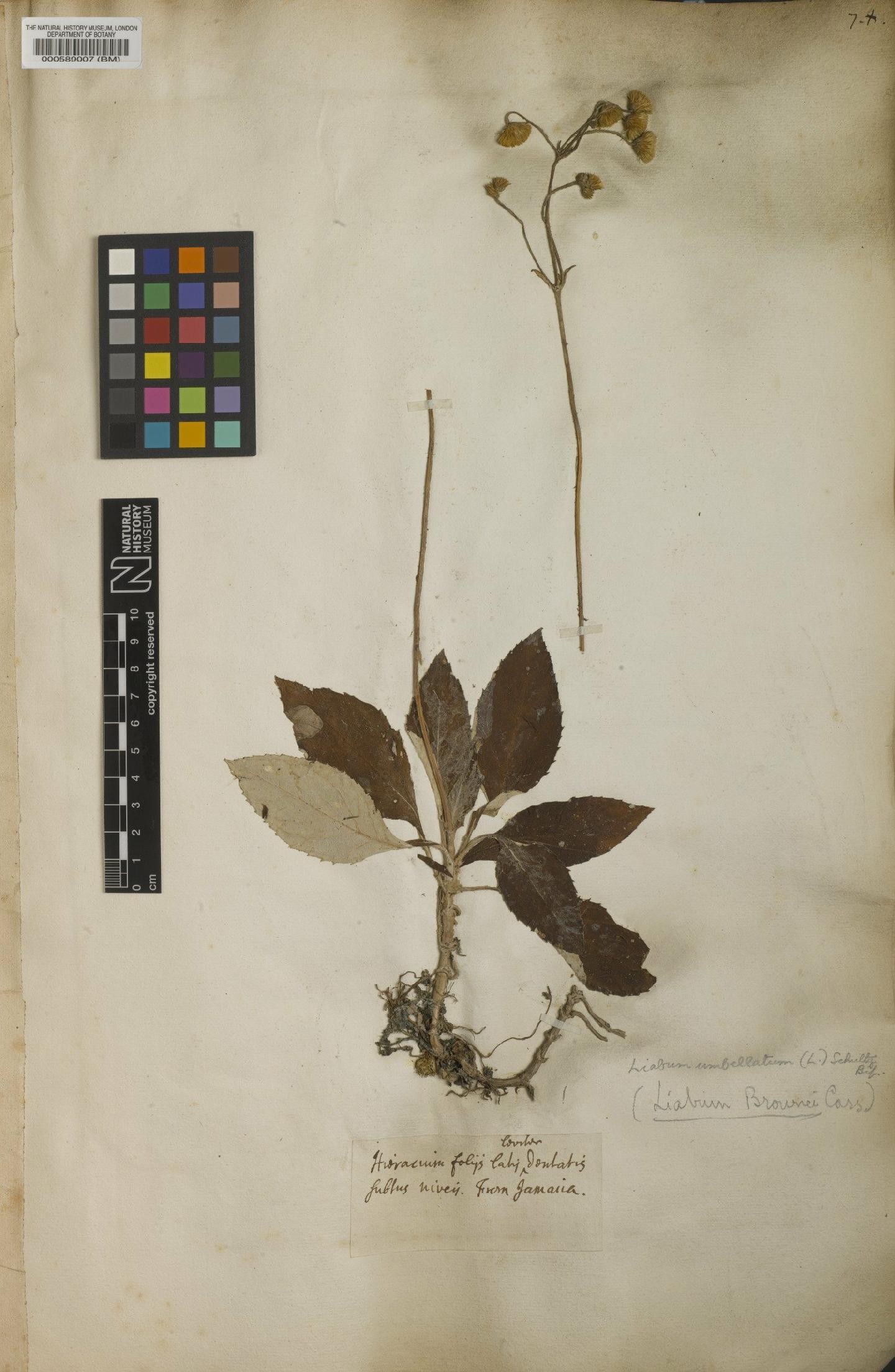 To NHMUK collection (Amellus umbellatus L.; NHMUK:ecatalogue:4707135)