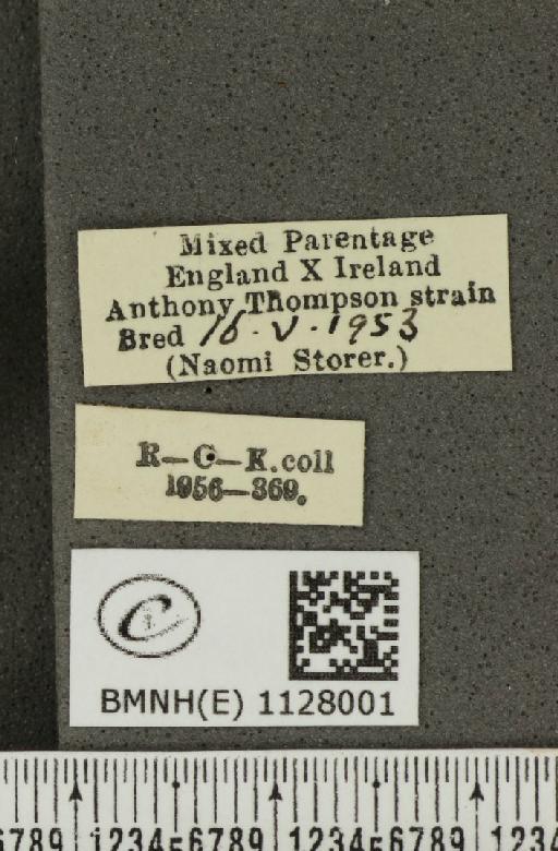 Pieris napi ab. citronella Thompson, 1951 - BMNHE_1128001_label_81041
