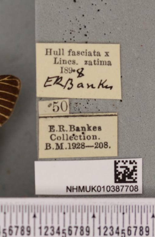 Spilosoma lutea (Hufnagel, 1766) - NHMUK_010387708_label_507023