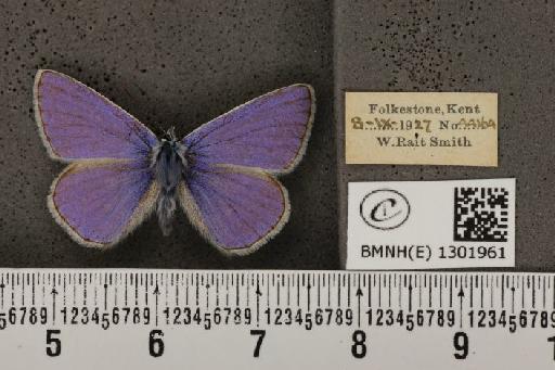 Polyommatus icarus icarus (Rottemburg, 1775) - BMNHE_1301961_136954