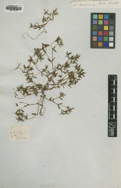 Euphorbia maritima Nutt. - BM001024227