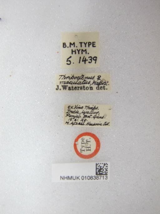 Thripoctenus maculatus Waterston, 1930 - 010838713_Thripoctenus_maculatus_HT-F-5-1439_labels