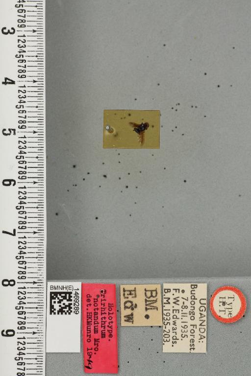 Trirhithrum notandum Munro, 1957 - BMNHE_1469289_27590