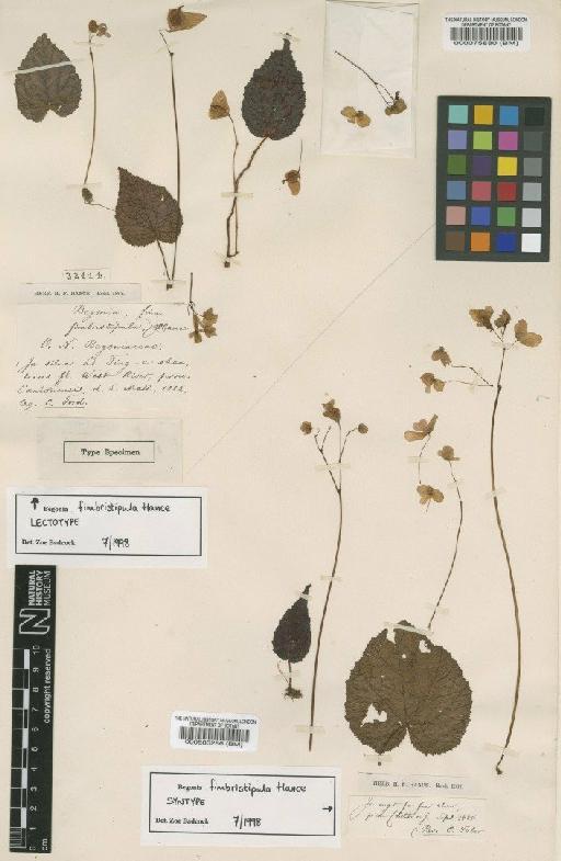 Begonia fimbristipula Hance - BM000583286